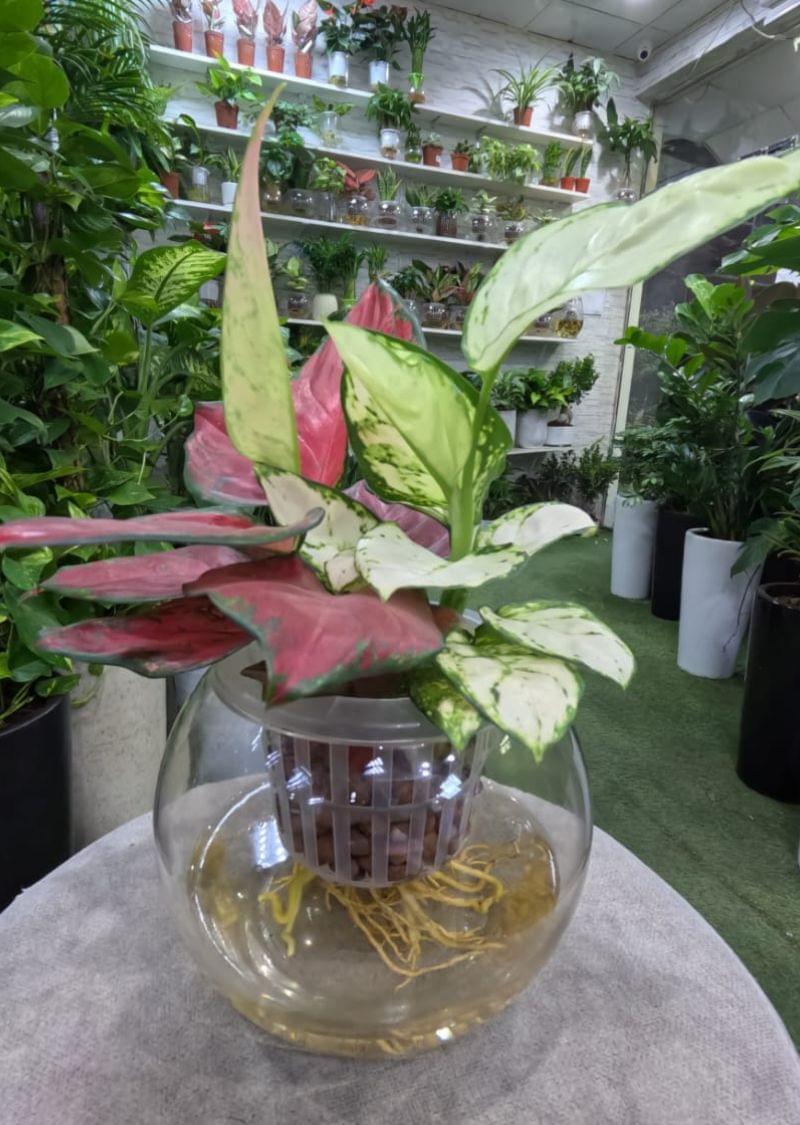 Colourful Aglaonema Plant in Glass Bowl – Hydroponic Indoor Beauty