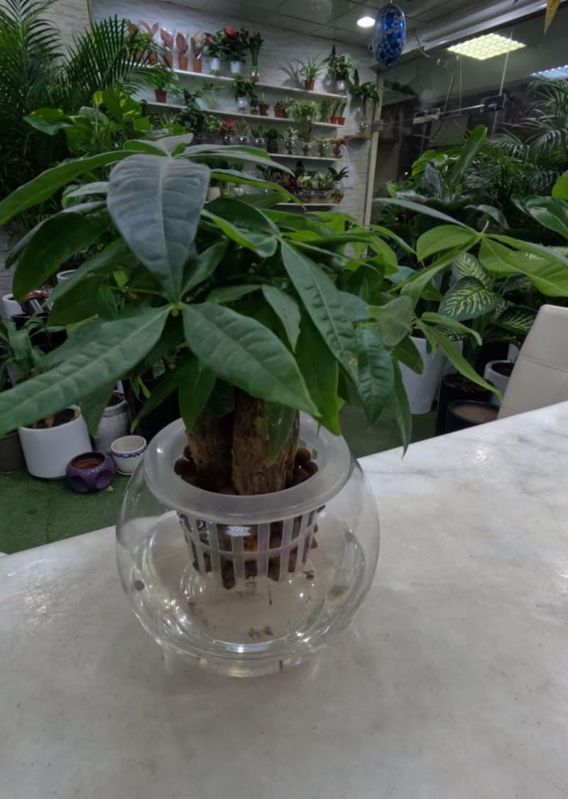 Hydroponic Money Tree Pachira in glass vase with water and LECA, indoor plant decor in Dubai