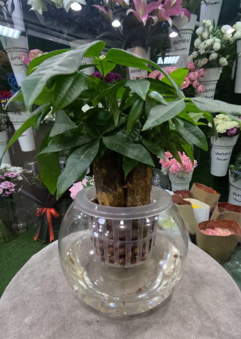 Hydroponic Money Tree Pachira in glass vase with water and LECA, indoor plant decor in Dubai