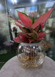 Pink Aglaonema in a glass pot grown hydroponically, a stylish self watering plant ideal for indoor decoration