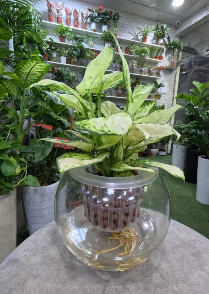 White aglaonema hydroponic plant in a glass vase, a self watering indoor plant perfect for homes and offices in the UAE.