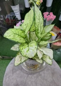 White aglaonema hydroponic plant in a glass vase, a self watering indoor plant perfect for homes and offices in the UAE.