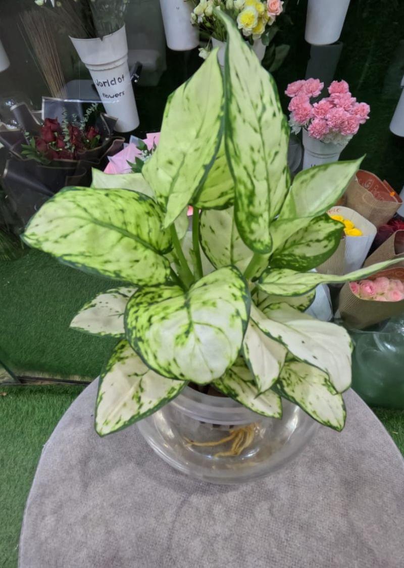 White aglaonema hydroponic plant in a glass vase, a self watering indoor plant perfect for homes and offices in the UAE.