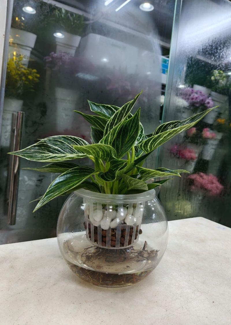 Hydroponic Philodendron Birkin with striking white-veined leaves in a decorative glass bowl, available for delivery in Dubai, UAE.