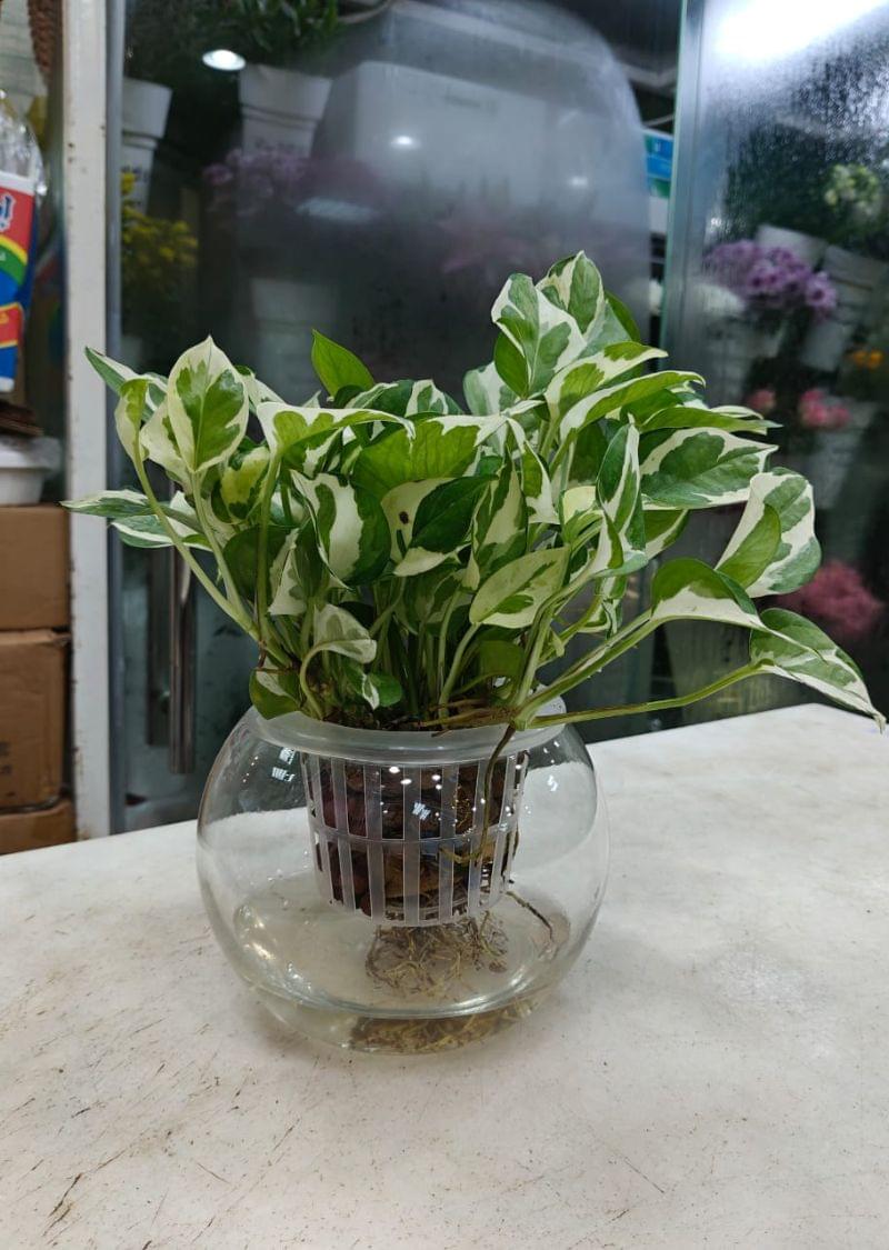 N’Joy Pothos Hydroponic Plant - Indoor Plant Dubai - Image 2