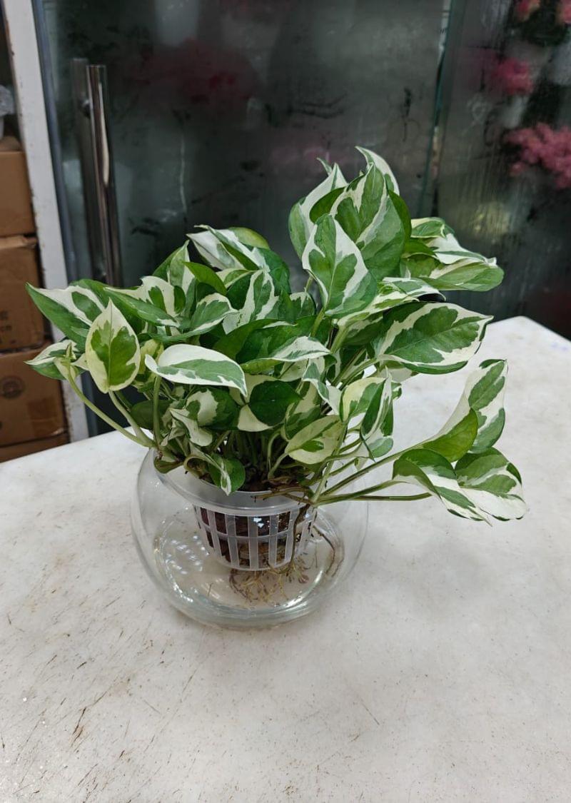 N’Joy Pothos hydroponic plant with green and white variegated leaves in a clear glass bowl, perfect for home and office décor in Dubai.