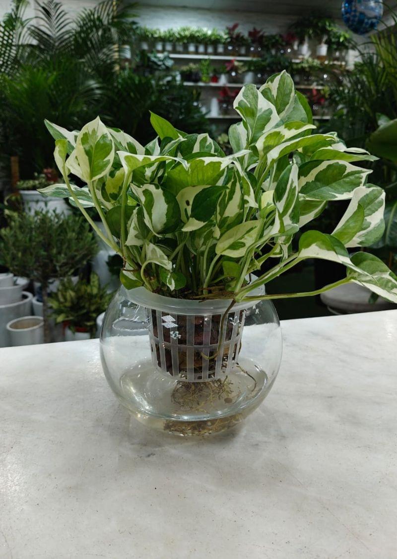 N’Joy Pothos hydroponic plant with green and white variegated leaves in a clear glass bowl, perfect for home and office décor in Dubai.