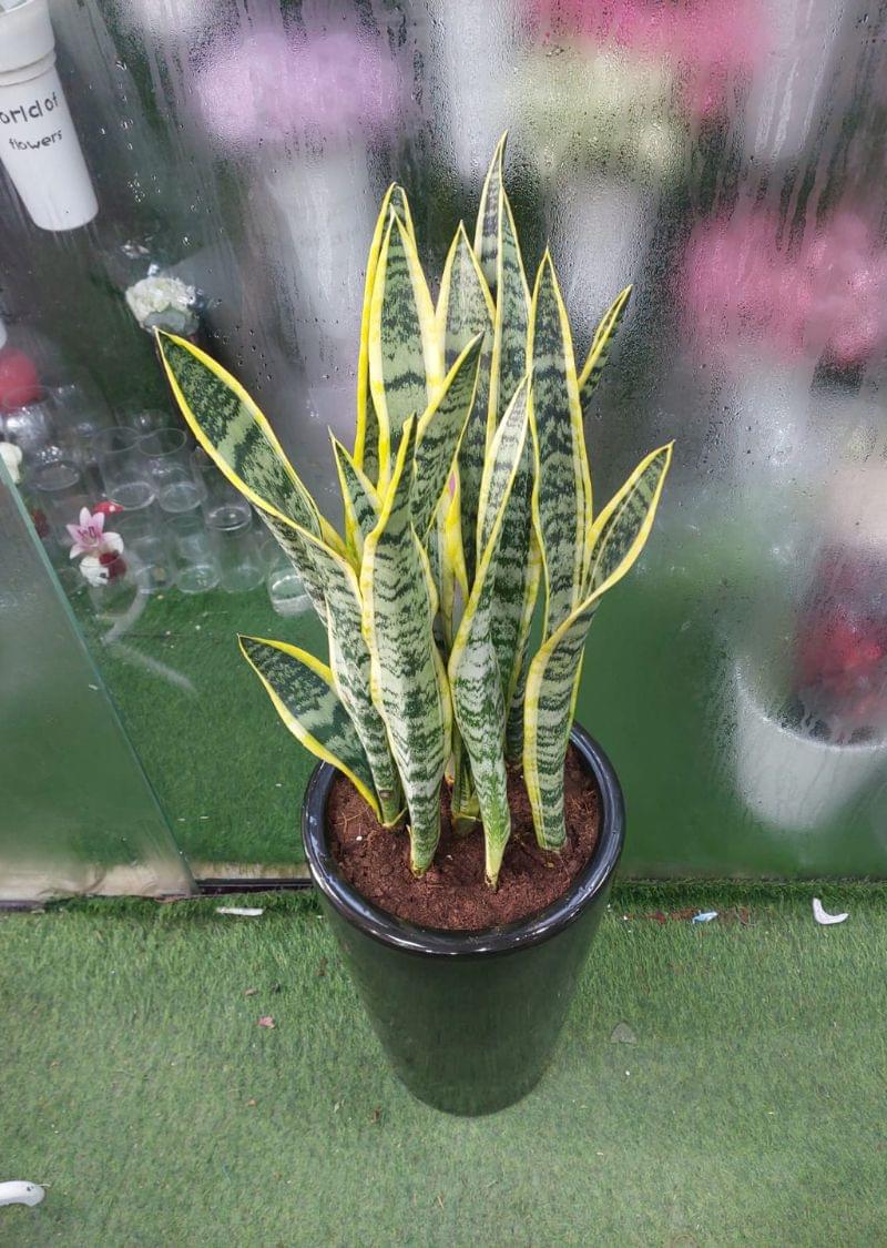 Sansevieria snake plant in sleek black pot, indoor air purifying plant in Dubai