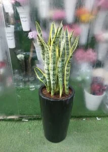 ansevieria snake plant in sleek black pot, indoor air purifying plant in Dubai