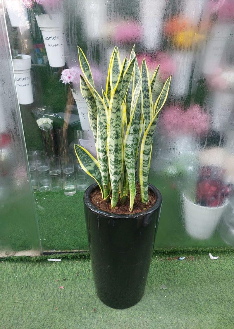 Buy Sansevieria Snake Plant in Black Pot - Indoor Air Purifier - Image 2