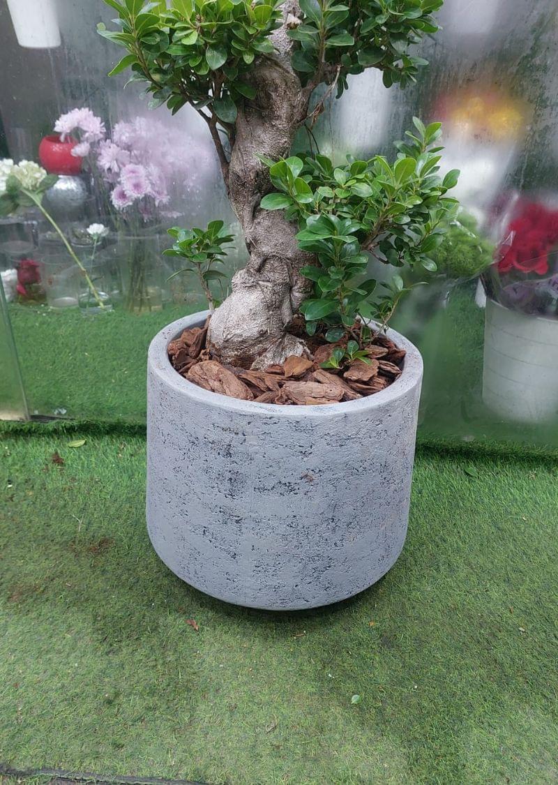 Ficus Bonsai Plant – Elegant Indoor Bonsai for Home & Office Dubai - Image 4