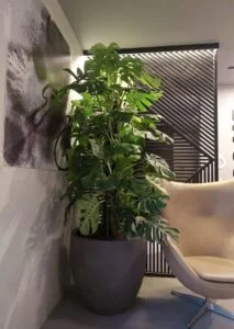Large 2m+ Monstera Deliciosa with split tropical leaves, ideal for premium indoor spaces, offices, hotels, and lobbies in Dubai.