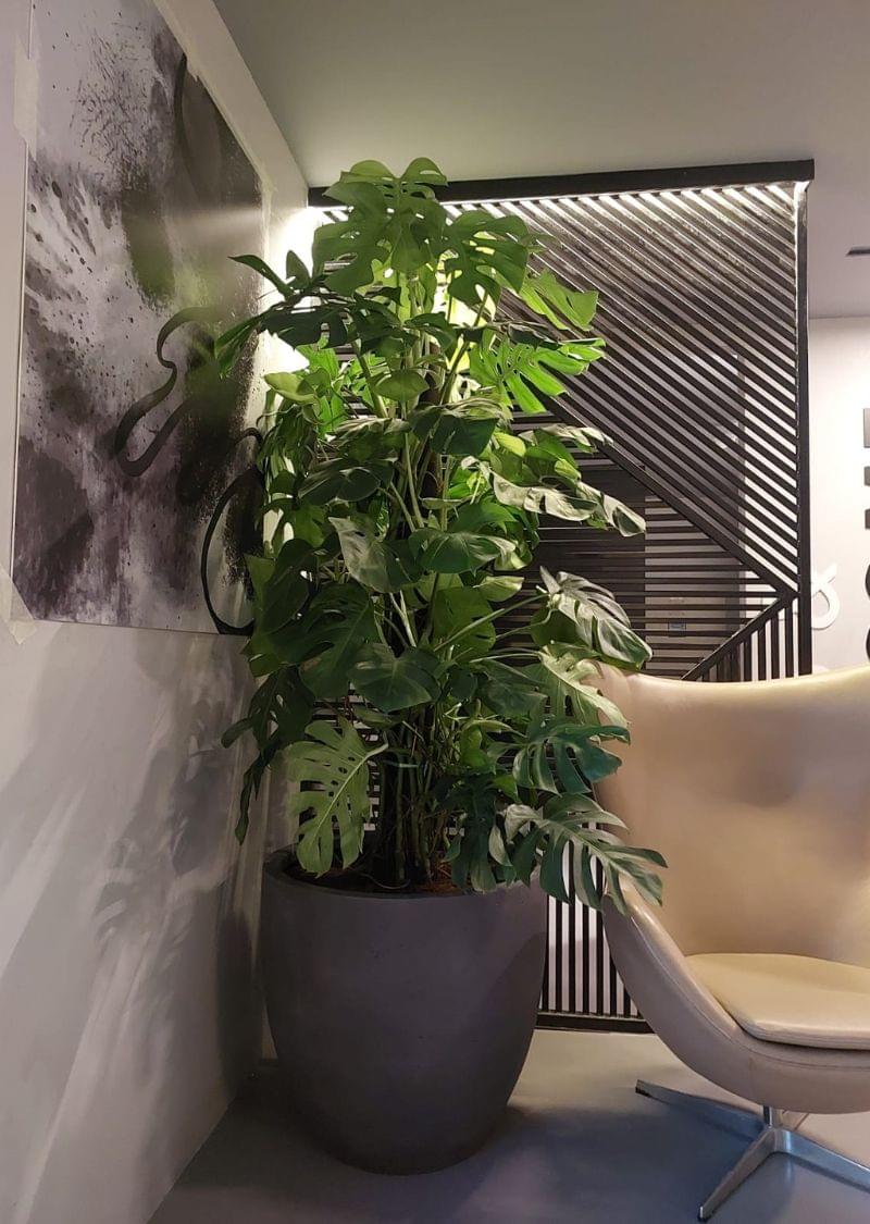 Large 2m+ Monstera Deliciosa with split tropical leaves, ideal for premium indoor spaces, offices, hotels, and lobbies in Dubai.