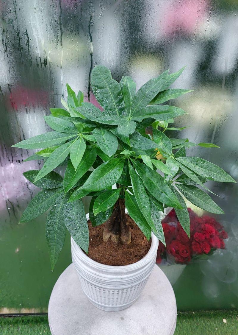Money Tree (Pachira Aquatica) - Indoor Plant Dubai UAE - Image 3