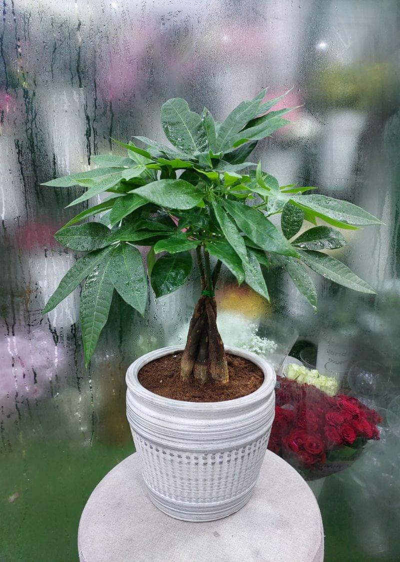 Elegant Money Tree Pachira Aquatica in a stylish white pot – a popular indoor plant for homes, offices, and gifts in Dubai and across UAE.