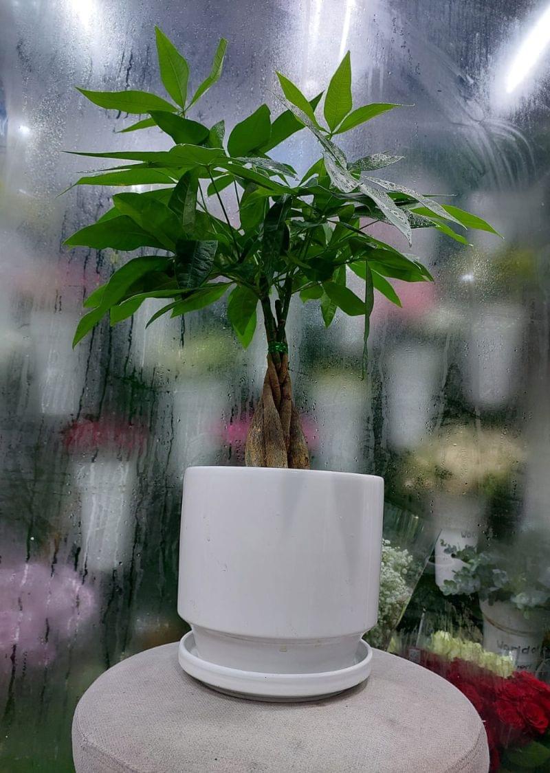 Beautiful Money Tree (Pachira Aquatica) in an elegant white pot – a Feng Shui plant symbolizing wealth and prosperity. Available in Dubai and across UAE.