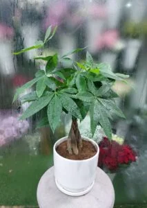 Money Tree Pachira Aquatica in White Pot | Lucky Indoor Plant