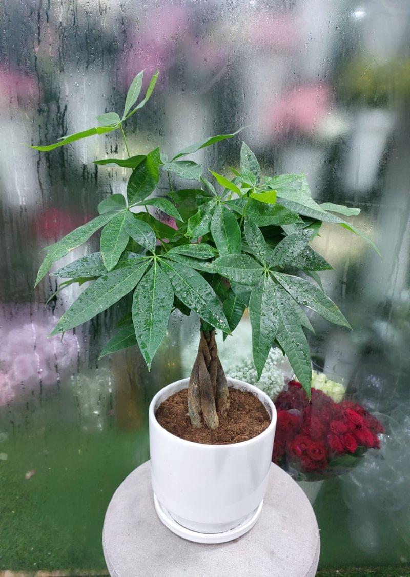 Money Tree Pachira Aquatica in White Pot | Lucky Indoor Plant