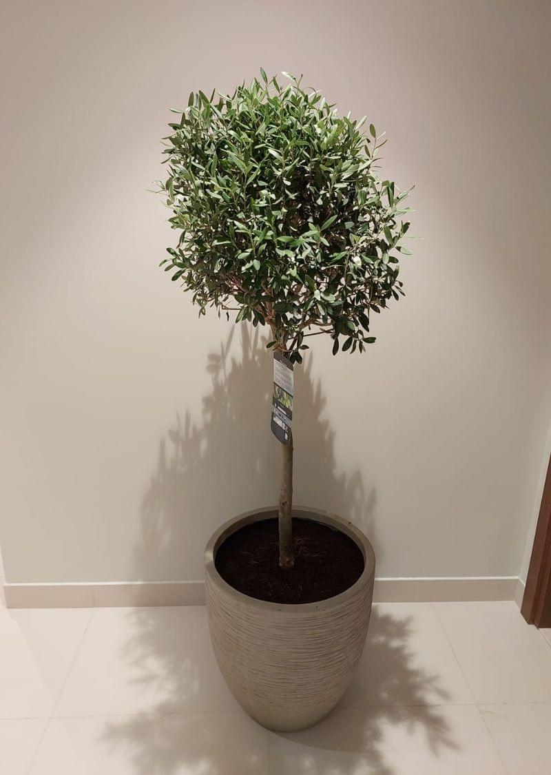 Indoor Olive Tree - Elegant Home & Office Plant Dubai - Image 3