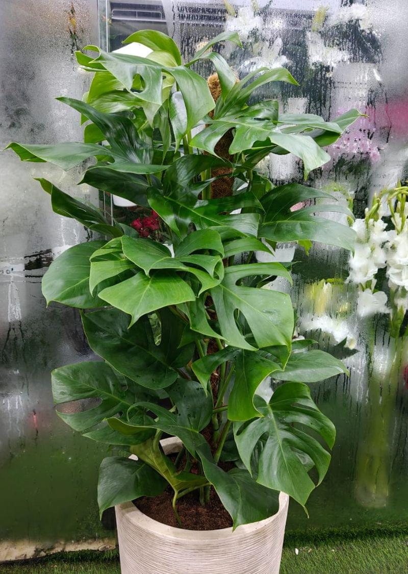Healthy Monstera Deliciosa indoor plant in white pot, perfect for home and office décor in Dubai