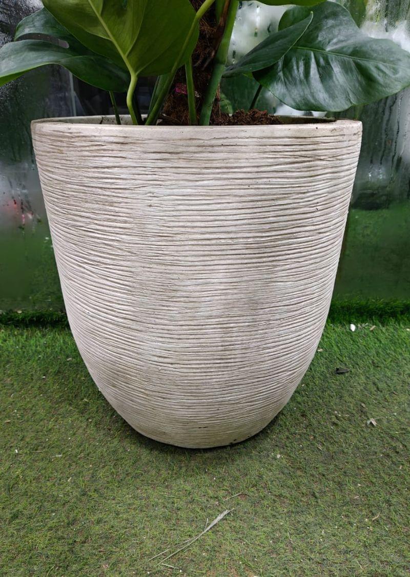 Healthy Monstera Deliciosa indoor plant in white pot, perfect for home and office décor in Dubai