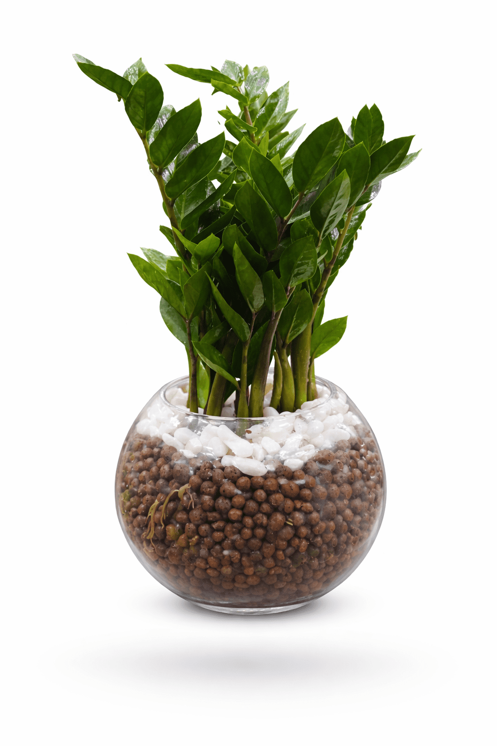 Hydroponic ZZ plant in glass bowl for indoor office and home decor